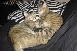 Kitties_sleeping2.JPG