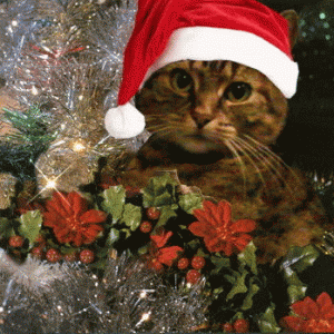 claritekkittyxmasgif.gif