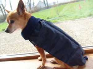 doggie12coolasacucumberinarainjacket.jpg