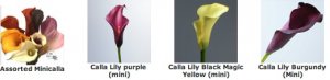 calla colours.jpg