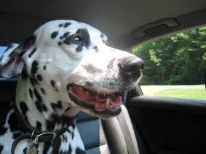 riding in the car9.jpg