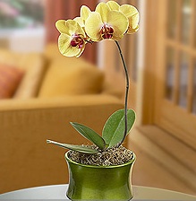 orchid2ps.jpg