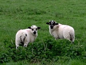 PS lambs by the church.jpg