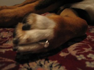 01 beau paw shot.JPG