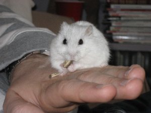 hammy1.jpg