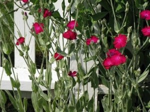 fence and flowers.JPG