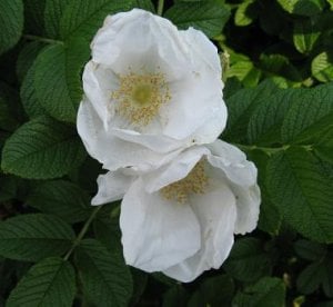 pretty white flowes.JPG