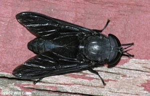 blackhorsefly.jpg