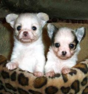 pups4.22_crop3.jpg