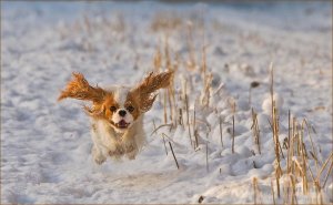 snowdog.jpg