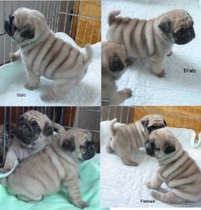 pugpups.jpg