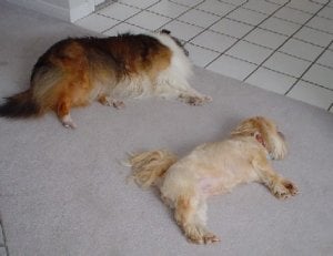 sweepingdoggies.JPG