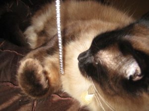 Animals W Jewelry 0281.jpg