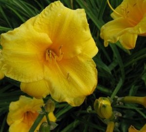 pretty yellow flowers.JPG