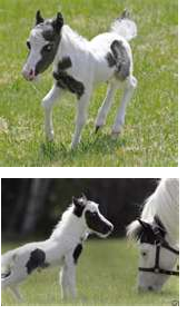 einsteinminiaturehorse.png