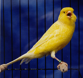 canary_yellow_perhaps.jpg