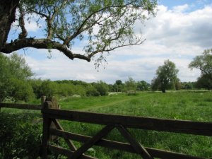 fenceandlandscape.JPG