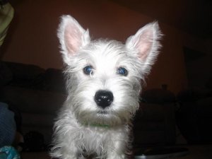 Leonidas Puppy Pics 001 (Small).jpg