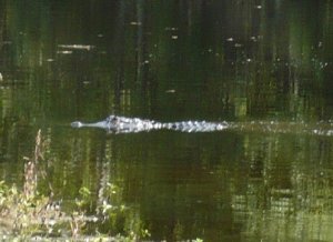 gator friend 1.jpg