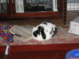 otto bunny loaf.jpg