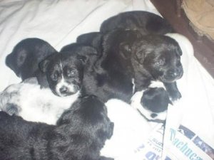 Puppies18dayscompressed.jpg