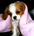 cavalier-king-charles-spaniel-0019.jpg