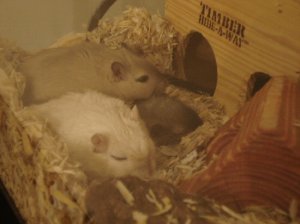 lf gerbils sleeping.jpg