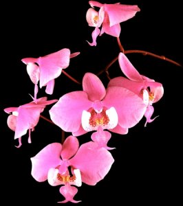 Phalaenopsis_Orchids_(Moth_Orchids).jpg