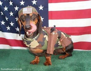 patrioticpup.JPG