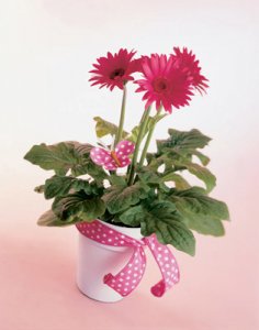 gerber daisy in pot.jpg