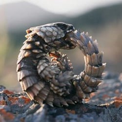 armadillo-lizard.jpg