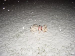 sushie in the snow.jpg