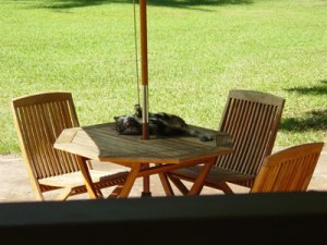 kauai kitty2.JPG