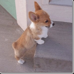 corgipuppy.jpg