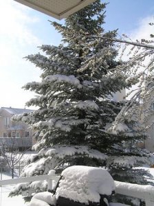 snowyfir.JPG