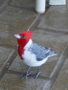 kauailittlebird1.jpg