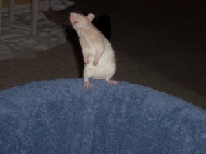 Rats_0009-1.jpg