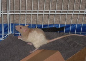 Rats_0021-3.jpg