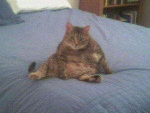 fatcat.jpg