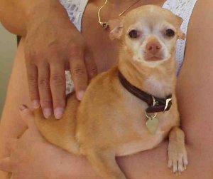 Cocoa11235Chihuahua.jpg