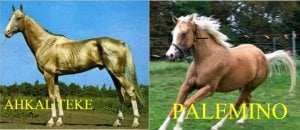 palomino-0022.jpg