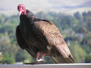 small_turkey_vulture_left_foot_up.JPG