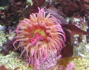 small_Sea_Anemone.JPG