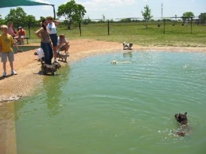 swim at the dog park.JPG