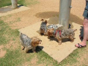 doggy drinking fountain.jpg