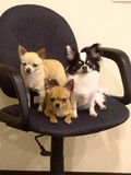 Three Cs on a chair.jpg