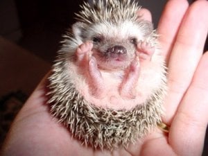 baby hog3.jpg