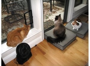 windowtriocats22.jpg