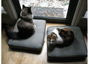 windowtriocats24.jpg