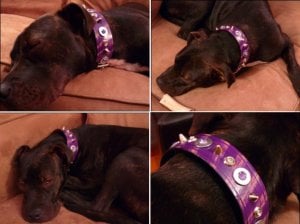 Violet.collar.collage.omie.JPG